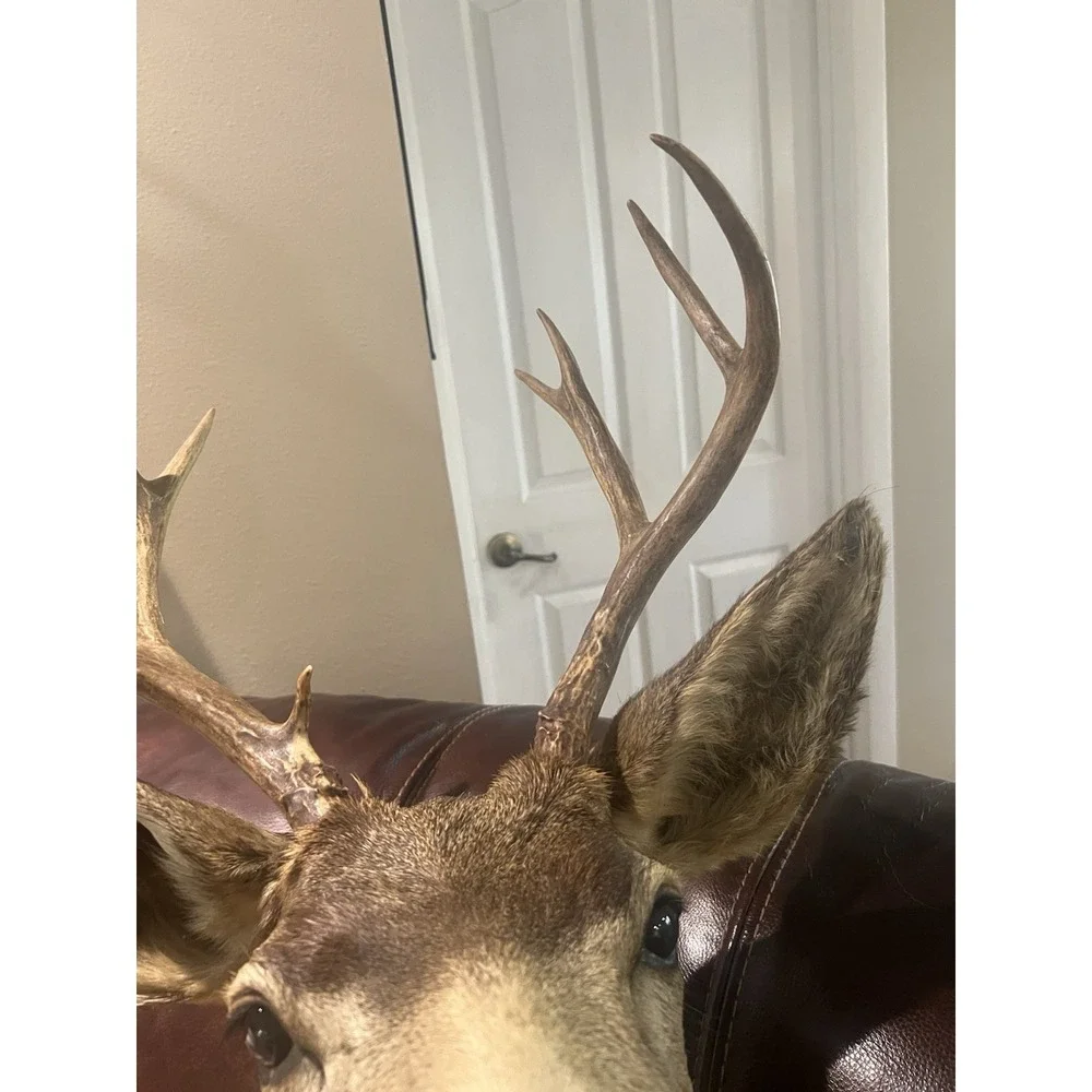 Montana Mule Deer Taxidermy Shoulder Mount For Sale